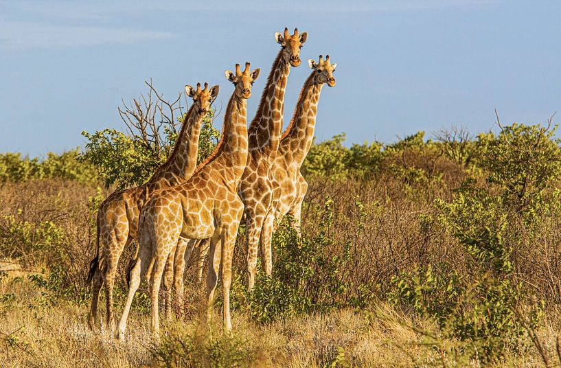 Giraffes in Etosha National Park in Namibia by Corno van den Berg