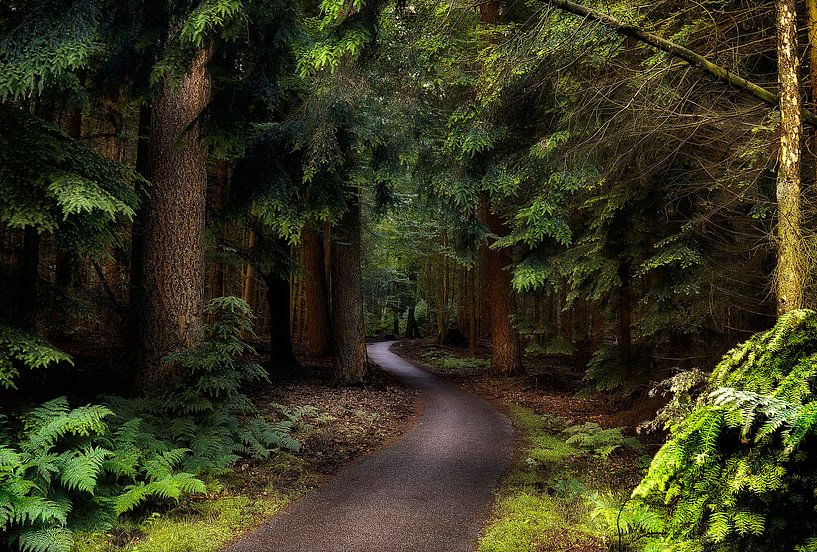 Pad door het bos van Rigo Meens