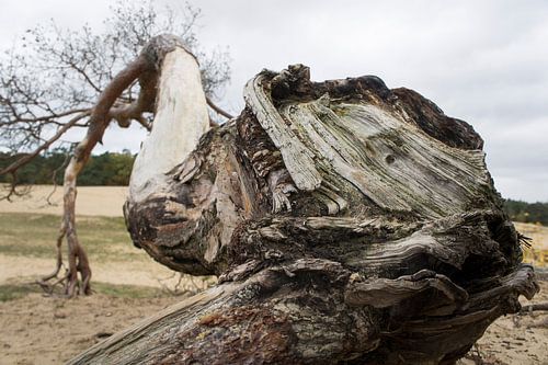 Boomstronk in perspectief van Marion Moerland