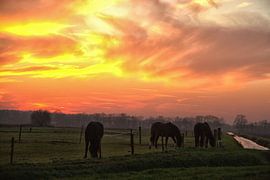 Paarden in de avondzon von Nella van Zalk