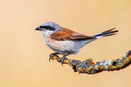 un mâle de pie-grièche écorcheur (Lanius collurio) perché sur une branche, portrait, wildlife, europe, sur Mario Plechaty Photography