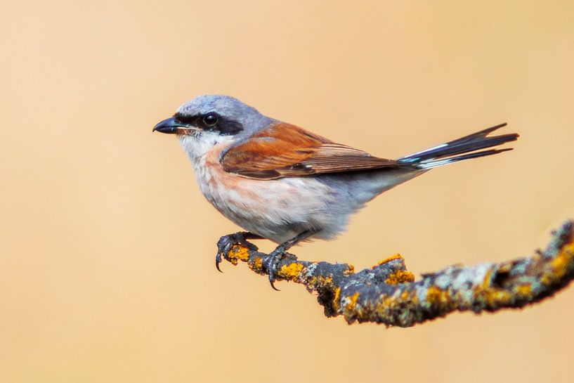 a male red-backed shrike bird (Lanius collurio) sitting on a branch, portrait, wildlife, europe, by Mario Plechaty Photography