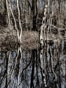 Mysterieuze samenscholing in het bos van Lynxs Photography