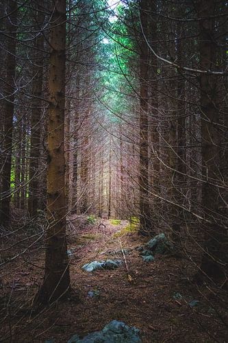 Mysterieus sparrenbos