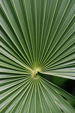 Impression botanique d'une feuille de palmier | Photographie de nature | Tropical | Plante | Vert sur Mirjam Broekhof