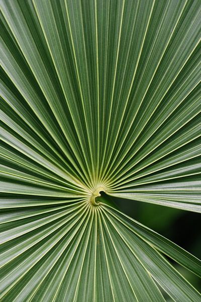 Impression botanique d'une feuille de palmier | Photographie de nature | Tropical | Plante | Vert par Mirjam Broekhof