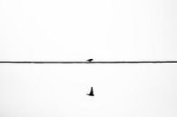 Twee vogels... van Jarno Bonhof thumbnail