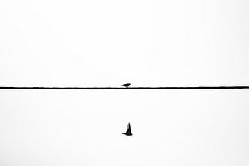 Zwei Vögel... von Jarno Bonhof