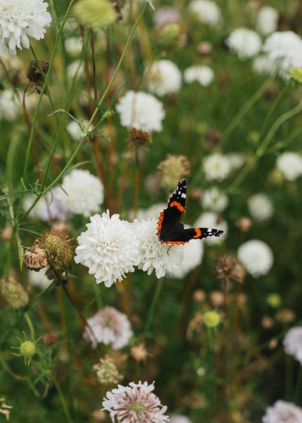 Butterfly in colour by Sabine Gaastra