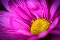 Beauty macro close up colorful blooming chrysanthemum in purple and yellow in springtime by Dieter Walther thumbnail
