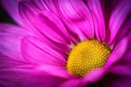 Schönheit Makro Nahaufnahme bunt blühende Chrysantheme in lila und gelb im Frühling