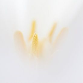 tulipe blanche sur Drie Bloemen Gallery