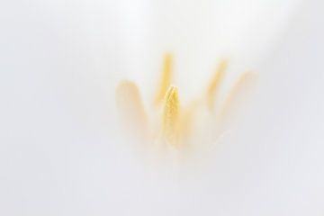 weiße Tulpe von Drie Bloemen Gallery
