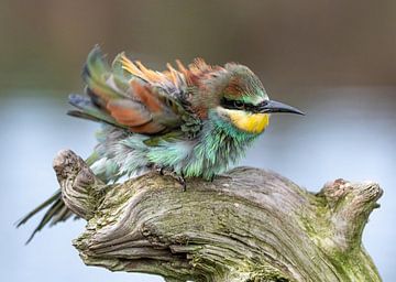 Bee-eater by Lies Bakker