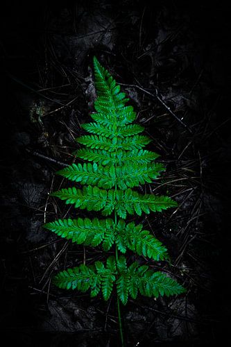 Fern