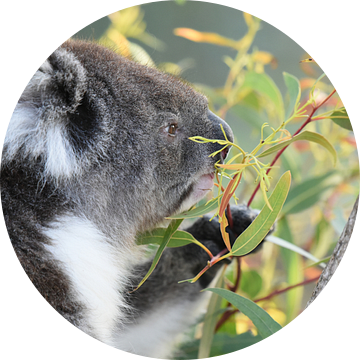 Close-up van koala of koalabeer van Rini Kools