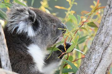 Close-up van koala of koalabeer van Rini Kools