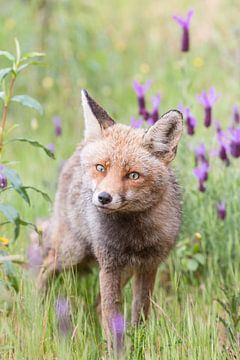 Renard parmi la lavande papillon en Espagne sur Kris Hermans