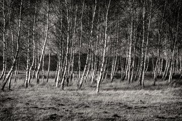 birch trees by nol ploegmakers