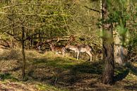 Hirsche in den Dünen von Brian Morgan Miniaturansicht