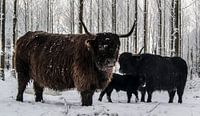 Schotse Hooglanders in de Sneeuw