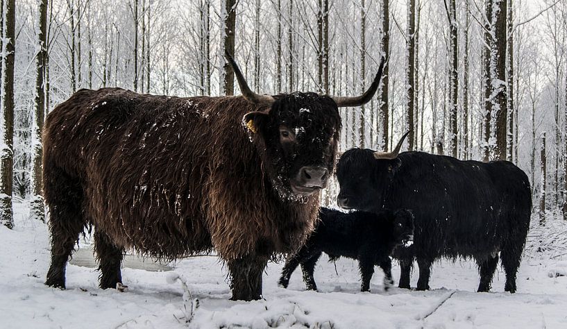 Schotse Hooglanders in de Sneeuw van Sparkle King