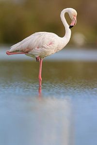 Rosaflamingo (Phoenicopterus roseus)