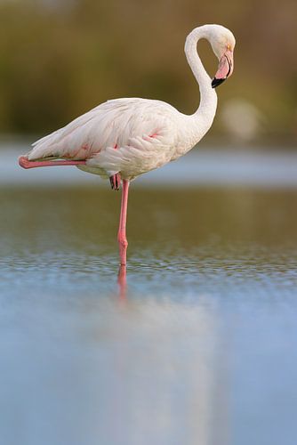 Rosaflamingo (Phoenicopterus roseus)