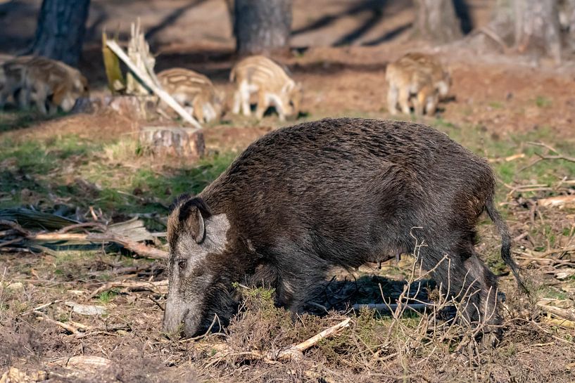 Mother wild boar with young by Merijn Loch