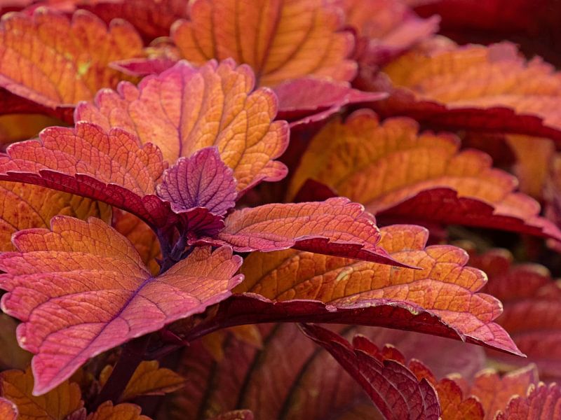 Coloured nettles by Katrin May