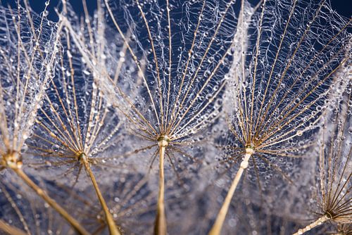 Witte pluisjes met druppeltjes
