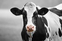 vache avec un nez rose