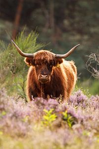 Scottish highlander