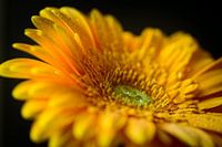 Yellow gerbera