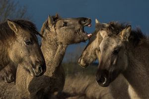 Konik paarden in de uiterwaarden van Danny Slijfer Natuurfotografie