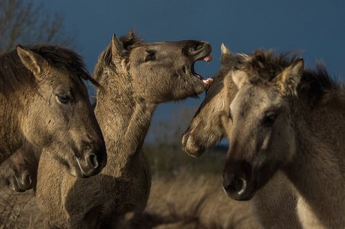 Konik paarden in de uiterwaarden
