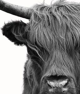 Schotse Hooglander portret in zwart-wit van Marjolein van Middelkoop