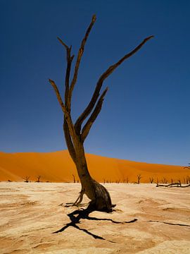 Deadvlei Namibie sur Willemijn Wolthaus