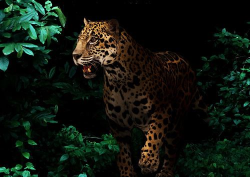 Een panter in de schaduwen