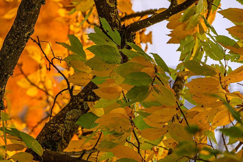 Intensiteit late herfst van Photoart-Naegele
