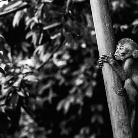 Monkey Business II van Jesse Kraal
