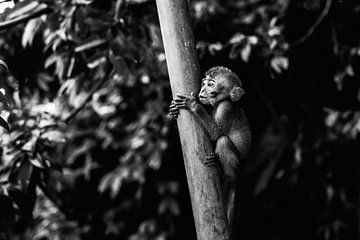 Monkey Business II sur Jesse Kraal