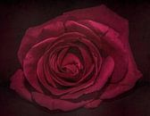 The rose van Marjolein van Middelkoop thumbnail