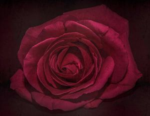Die Rose