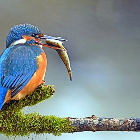 Kingfisher ... Lady with bridal gift by Wiltrud Schwantz