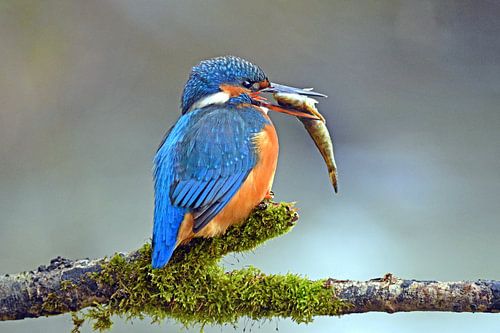 IJsvogel ... Dame met bruidsgeschenk
