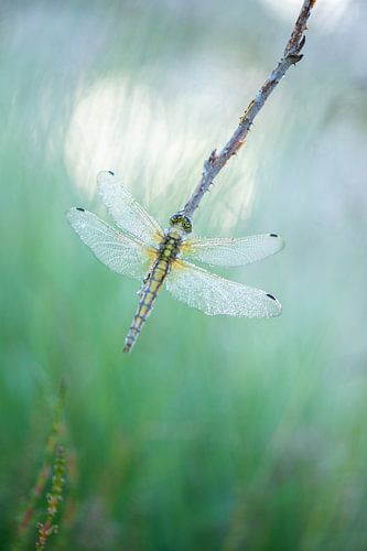 Hartverwarmende Libelle