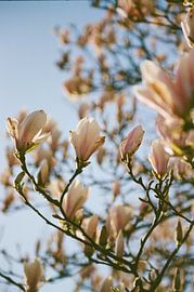 magnolia by Mandy Markman