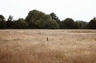 Zomer op het Veluwse platteland van Nanda van der Eijk thumbnail