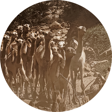 kamelen van rene schuiling